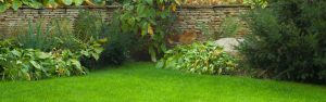 Garten mit Moos im Rasen