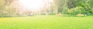Ein Park mit schönem Rasen