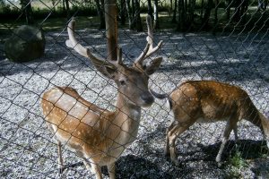 Wildtiere werden durch Wildschutzzäune geschützt.