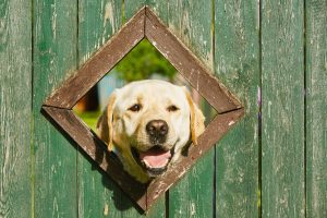 Retriever Zaun