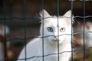 Kleine süße weiße Katze