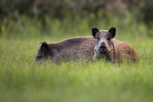 Zaun gegen Wildschweine im Garten