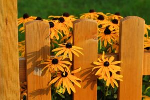 Honigfarbene Zaunidee mit gelben Blumen