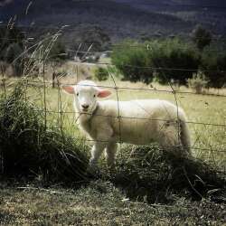 Growi Netze und Geflechte