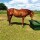 Growi® Koppel- u. Paddocktrog aus Kunststoff, Ca. 750 B x 1100 L x 550 H mm