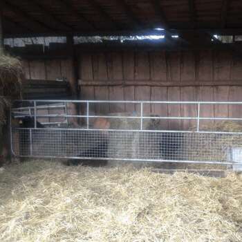 Weidetore feststehend mit Maschengitter 3m