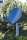 EINDREHHALTERUNG FÜR SATELLITENSCHÜSSEL - GRÜN RAL 6005